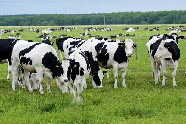 Meat from More Than 1,000 Cows Can Go into a Single Burger Patty
