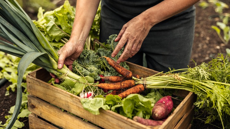 Farmer arranging freshly picked vegetables