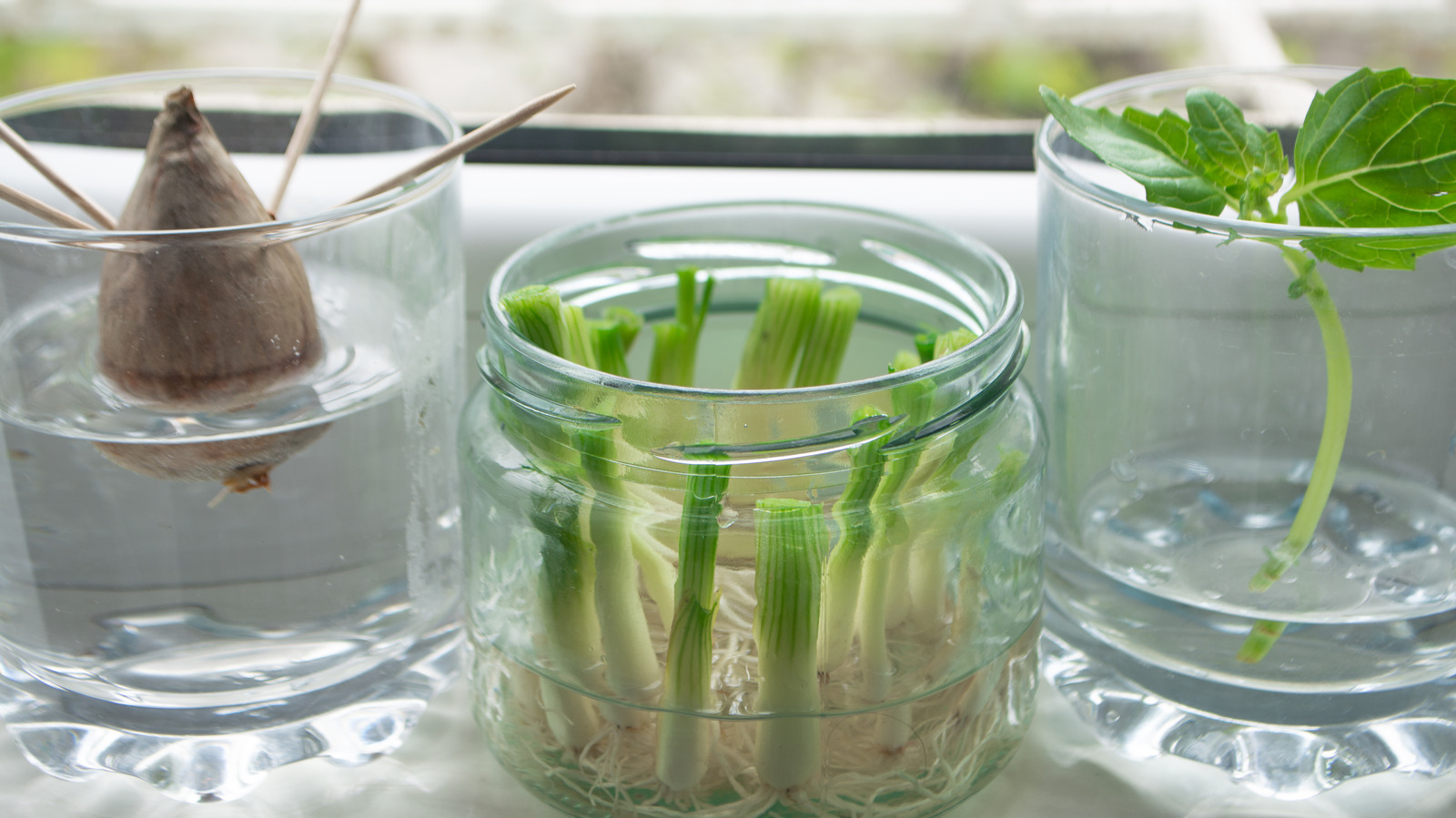 11 Foods You Can Regrow From Kitchen Scraps - Vimarsana News