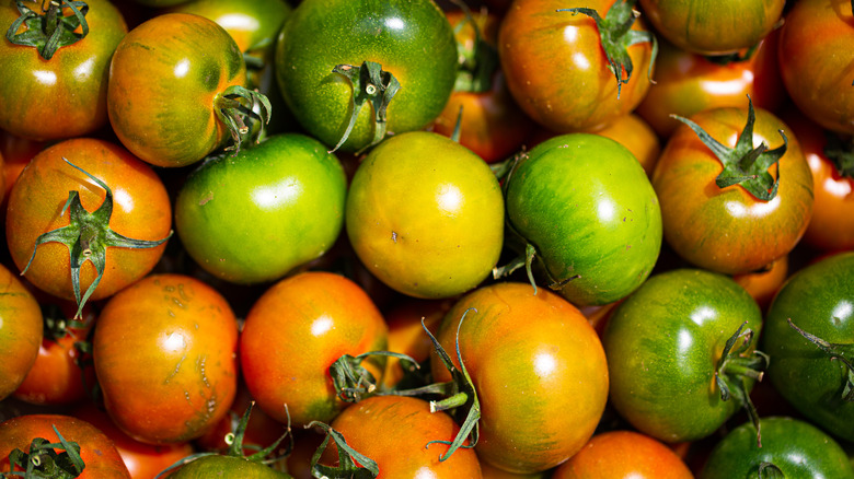 Italian green camone tomatoes