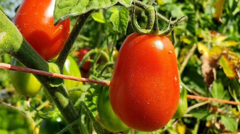 Pear-shaped corbarino tomatoes on vine