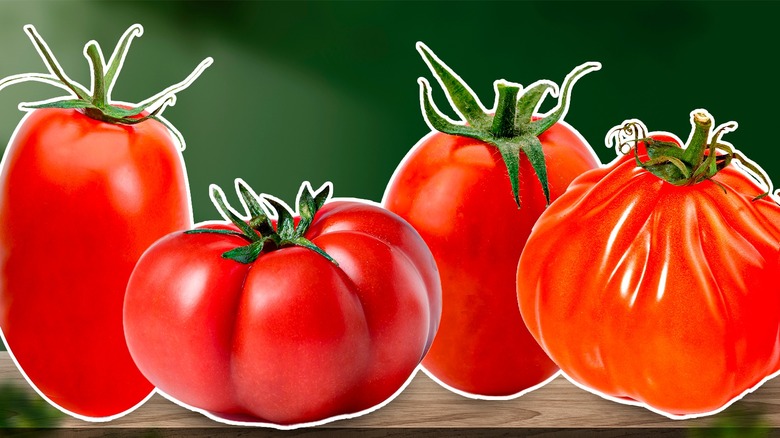Italian tomato varieties