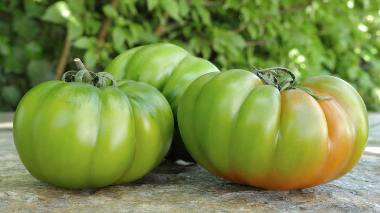 three green Marinda tomatoes