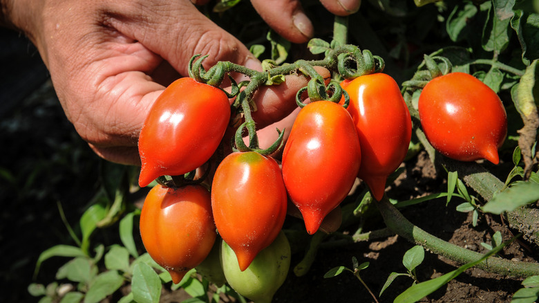 Piennolo del Vesuvio tomatoes 