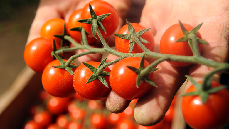 Pachino tomatoes on vine