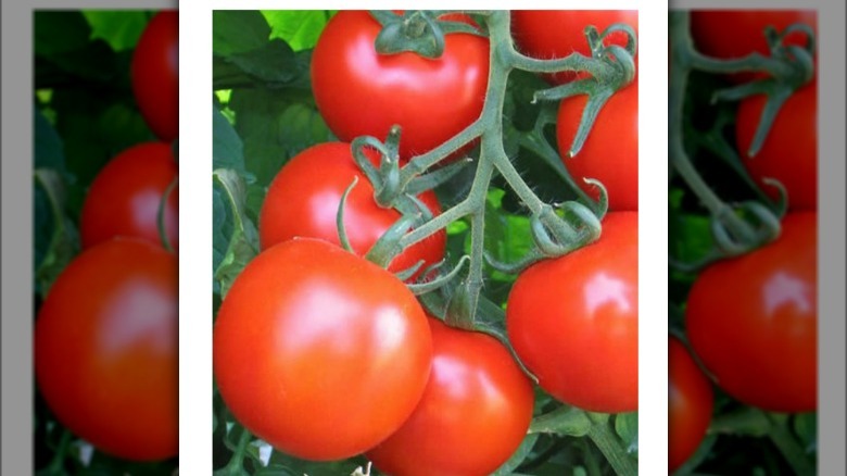 Italian regina tomatoes on vine