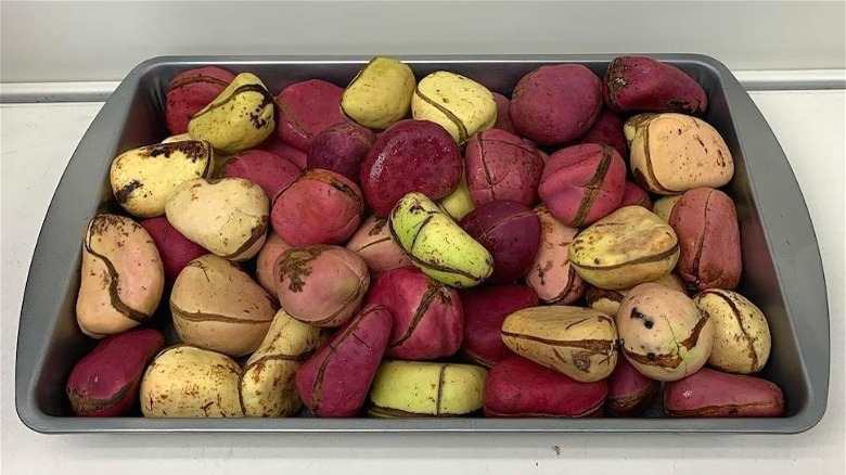 Kola nuts in tray 
