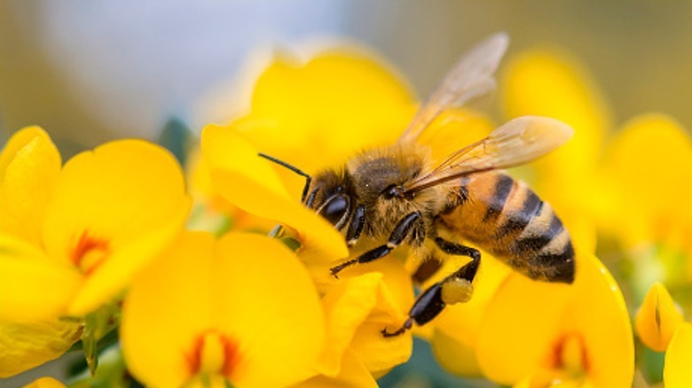 a honey bee pollinating a bright yellow flower