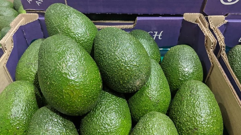 blue cardboard box of large green avocados