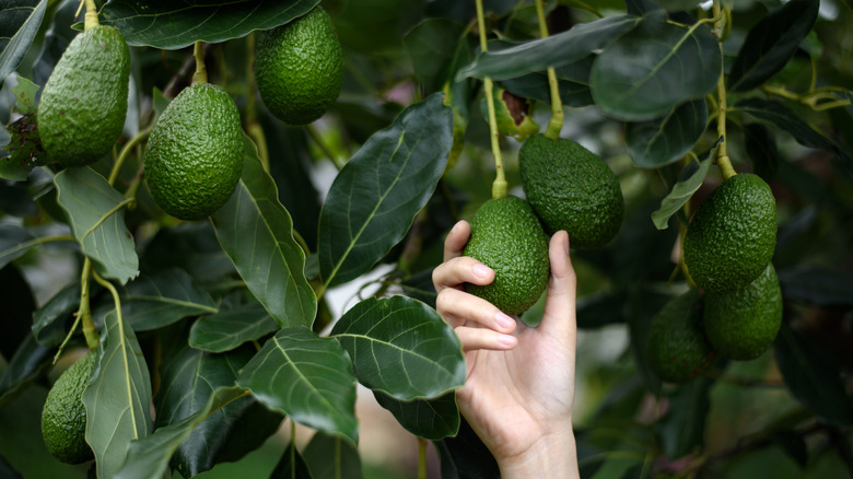 woman hand harvesting avocados