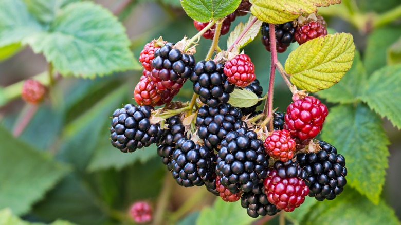Wild blackberries on vine