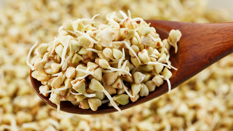 Sprouted buckwheat in a spoon