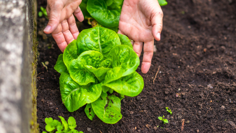 hands holding a lettuce plant in a garden