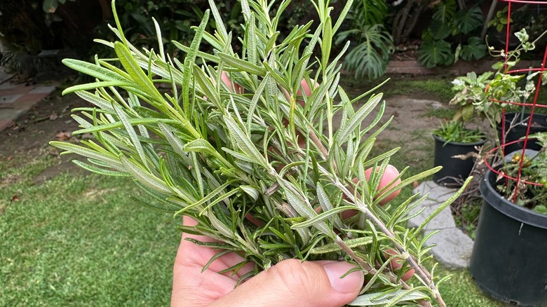 A hand holding sprigs of rosemary in a yard