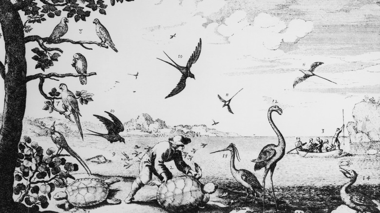 Vintage drawing of a pirate hunting various island-dwelling animals