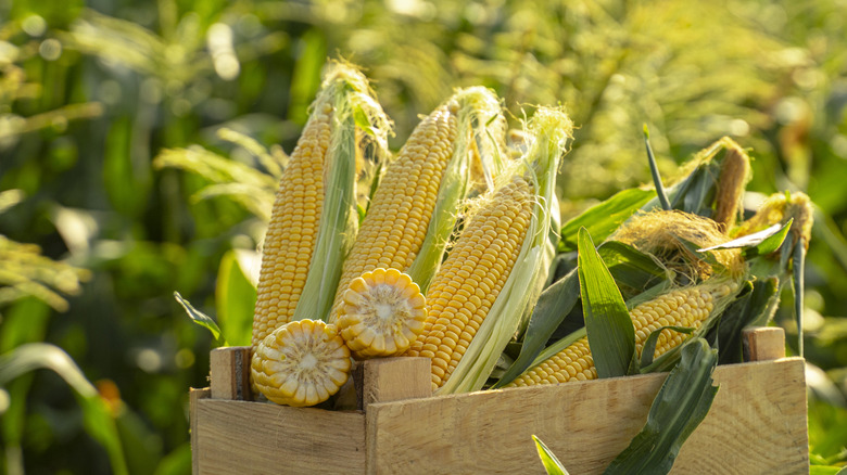 Ears of corn in a wooden basket