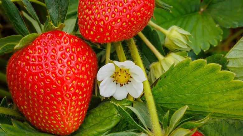 strawberry flower