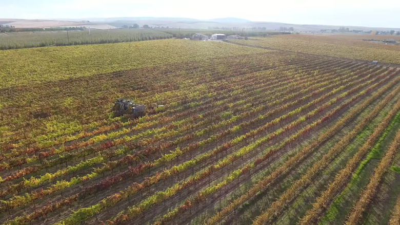 Barnard Griffin vineyard