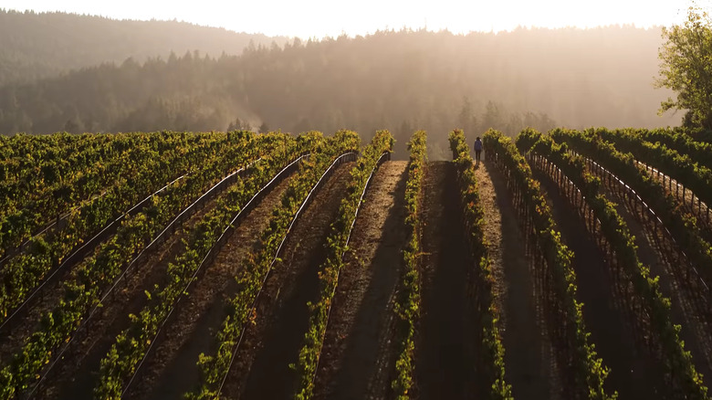 A vineyard at Duckhorn