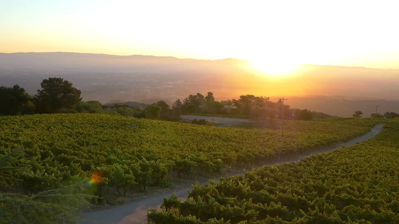 Grape vines at Ridge Vineyards