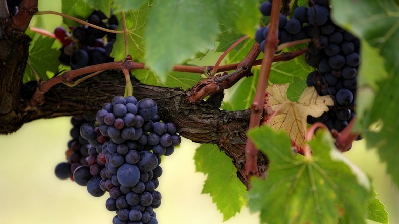 grapes on vine