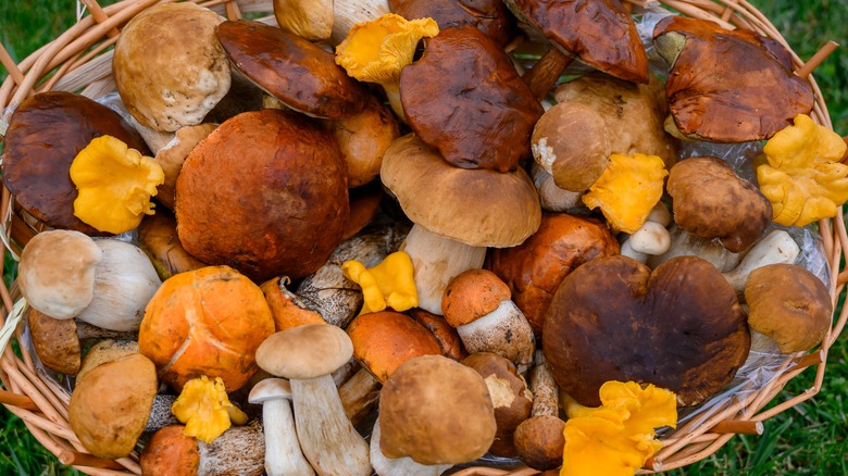 Assorted wild mushrooms