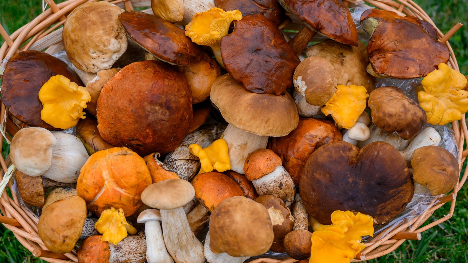 Types Of Mushrooms