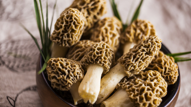 Morel mushrooms