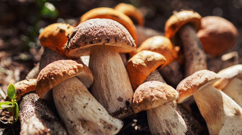 Freshly harvested porcini mushrooms