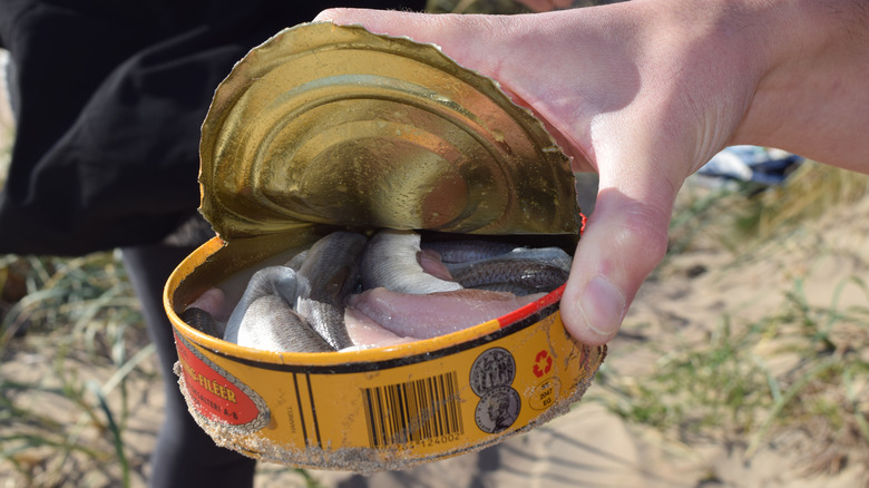 Someone holding a can of sour herring