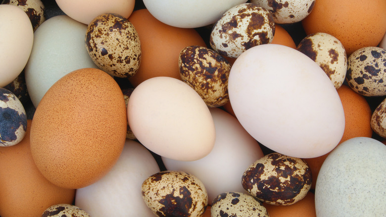pile of various eggs