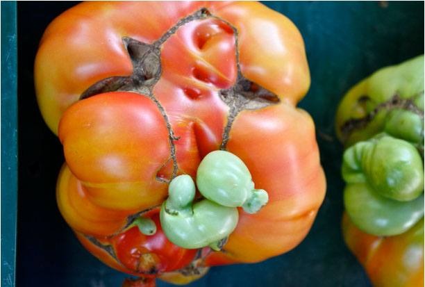 Heirloom tomatoes
