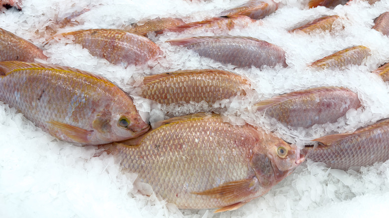 Whole red tilapia frozen on ice