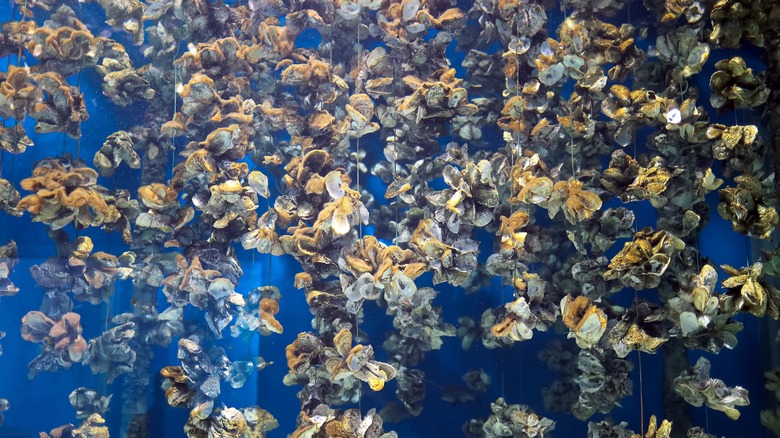 Underwater mussel farm