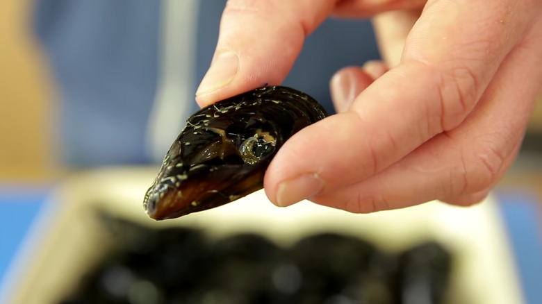 A broken mussel in hand 