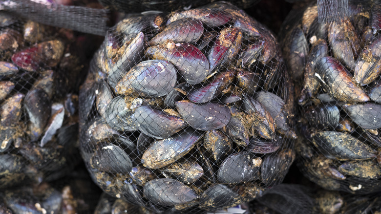 Mussels on display in nets
