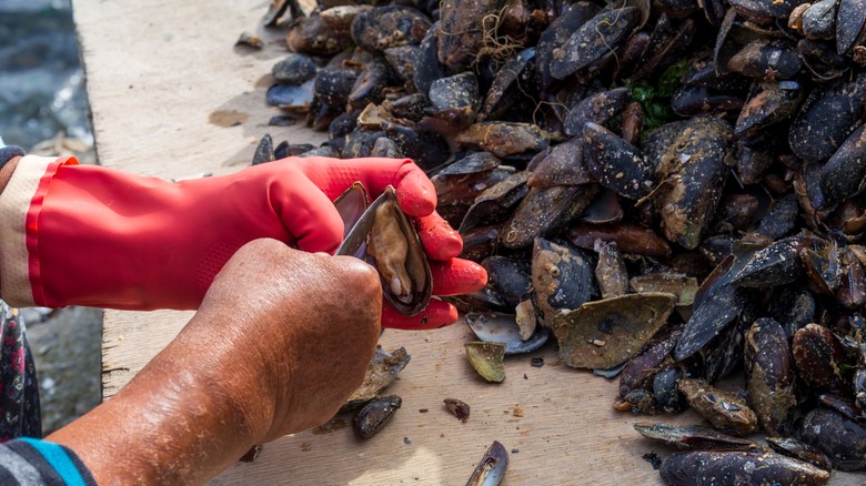 Person cleaning mussels