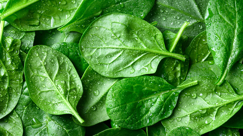Fresh spinach dotted with water droplets