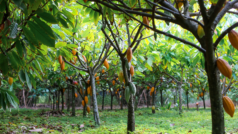 A row of cacao trees with yellow, green, and red pods hanging down.