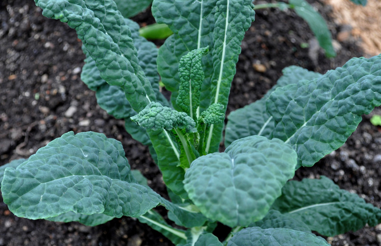 Antioxidant Powerhouse