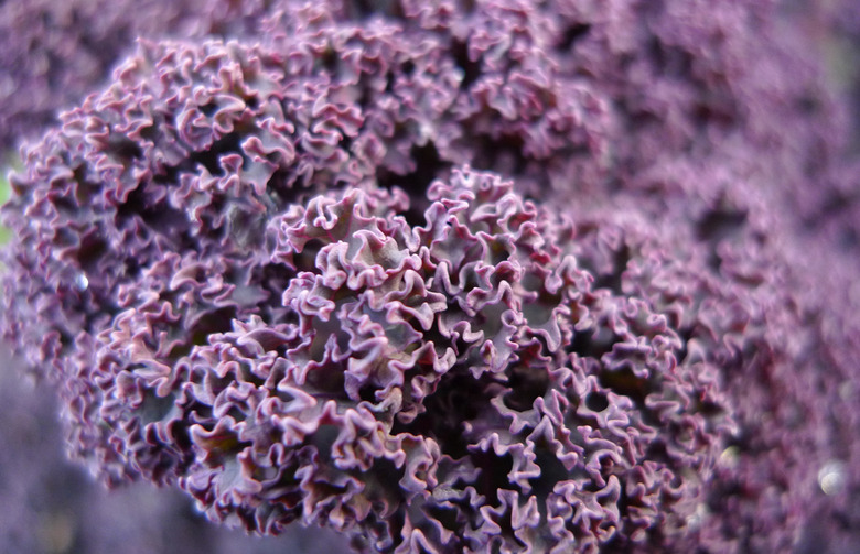 There Are Different Varieties of Kale