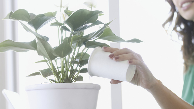 woman watering plant