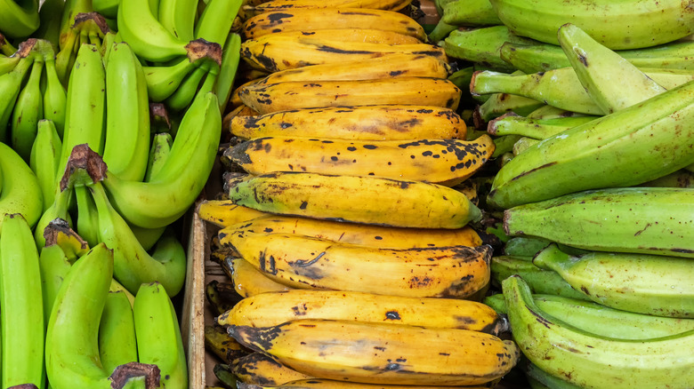 Yellow bananas and green plantains
