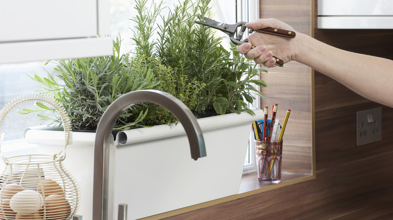 Kitchen herb planter box