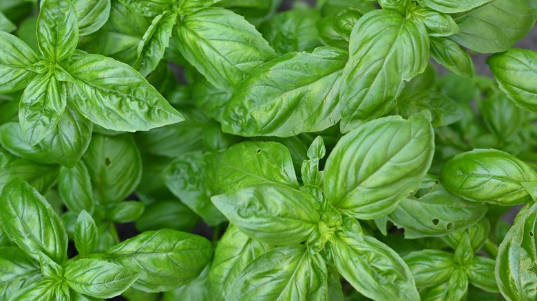 Close up of basil plants