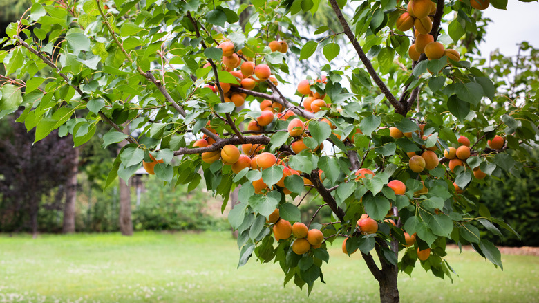 Close-up of apricot tree in open backyard