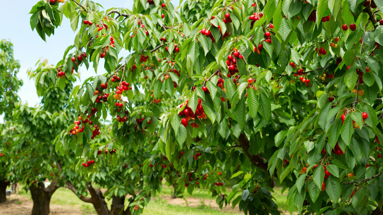 Close-up of cherries on tree in orchard