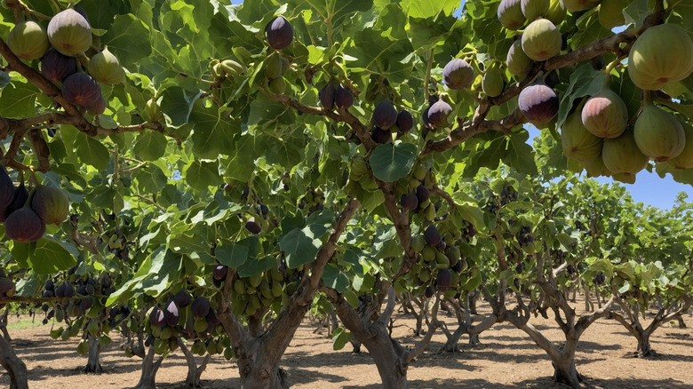 Ripening figs on trees in orchard