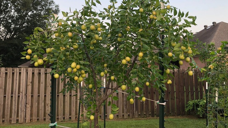 Jujube tree tied to supports in backyard