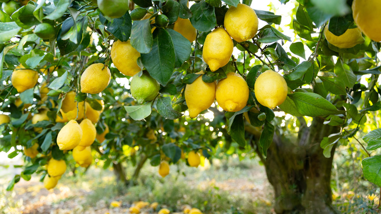 Close-up of lemons growing on tree
